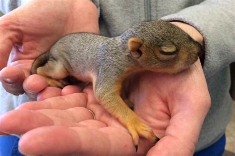 A pocket pet is pretty much any animal that will fit in a pocket. Cedar Valley Exotic Pet Vet | Den Herder Vet