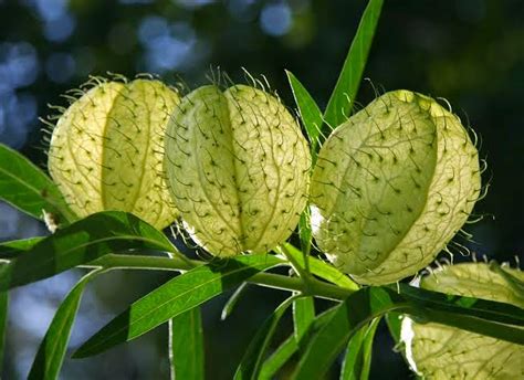 Trova immagini stock hd a tema green hairy ball flower e milioni di altre foto, illustrazioni e contenuti vettoriali stock royalty free nella vasta raccolta di shutterstock. Dirt Under My Fingernails: Name Dropping