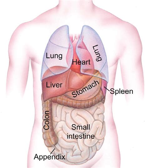 Click on the images if you wish to have them printed. The position of the liver in the human body [15 ...