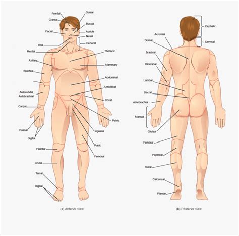 After, behind, following, toward the rear distal: Transparent Human Body Parts Clipart - Back Body Part Name ...