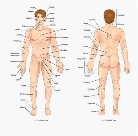 Anatomical terminology uses many unique terms, suffixes, and prefixes deriving from ancient greek and latin. Back Anatomical Name - "Male body - Front, surface anatomy ...