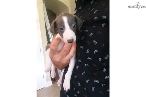 Puppyfind is the fastest and easiest way to find a italian greyhound, and not to mention the most trusted. Marge: Italian Greyhound puppy for sale near Orlando, Florida. | cc7fc902-3411