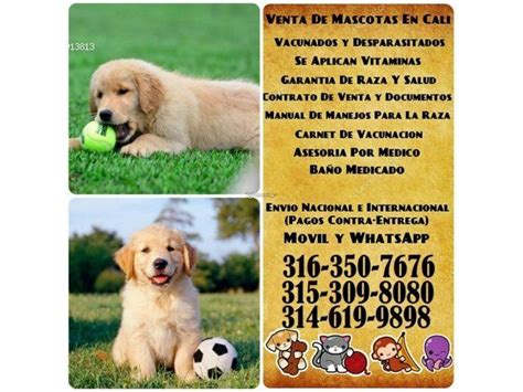 Golden retrievers always rank high among the most popular breeds in the united states. Golden Retriever Puppies Para La Venta | Retriever puppy ...