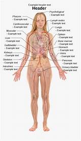 I have broken down the different body parts into sections, and given example sentences showing how to use them in conversation. Clip Art Internal Body Parts - Woman Human Body Anatomy ...