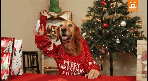 Merry christmas animated gif free download. Save Them All Merry Christmas GIF by Best Friends Animal ...