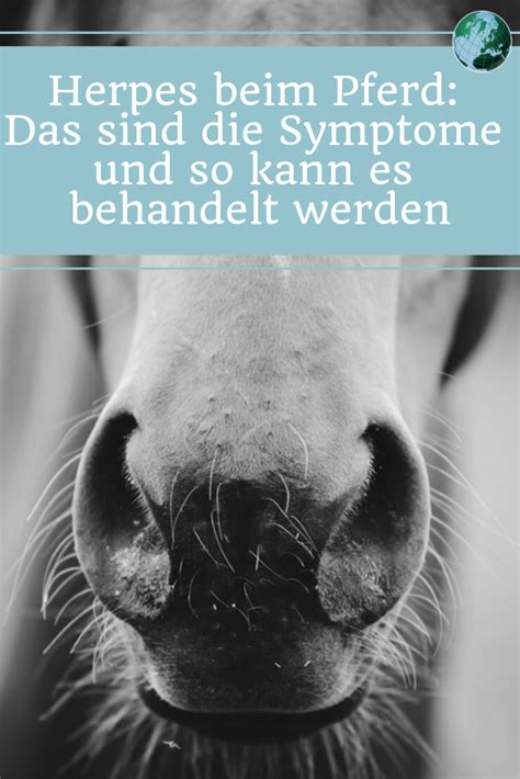 Er sagt, auch nach der impfung kann sich das pferd mit herpes anstecken, aber die krankheit verläuft dann weniger schwer. Pin auf Mein Pferd