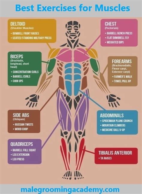 The erector spinae is composed of three subgroups: What are some good body weight exercises to strengthen my ...