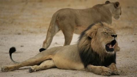 Maybe you would like to learn more about one of these? Mwana wa simba Cecil auwawa Zimbabwe - BBC News Swahili