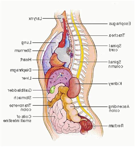 The multifidus, a long muscle that travels nearly the entire length of the back.it helps to stabilize and rotate the lower back, and additionally takes some. Diagram Of Female Body Organs . Diagram Of Female Body ...