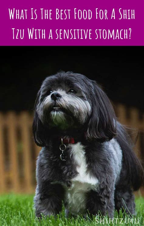 The best food for shih tzu puppies and adults is one that gives them a complete nutritional diet, in a palatable and easy to digest package. Best Dog Food For A Shih Tzu With A Sensitive Stomach ...