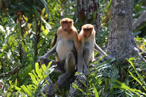 See flora and fauna of the mangrove forests in malaysia. Proboscis monkeys in a mangrove forest sabah_sepilok_0449