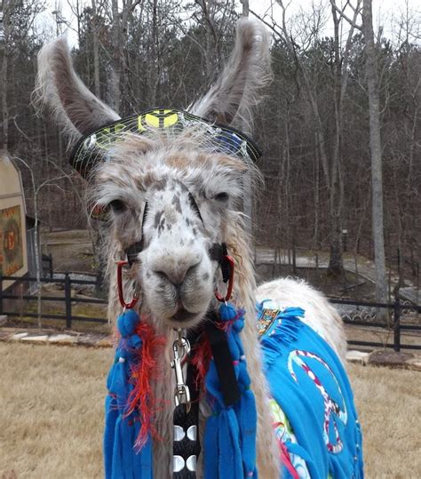 Three hundred years later they organized a ceremony in new york city to remember the discovery. Llama Jolly wearing Peace costume made by me Southwick ...