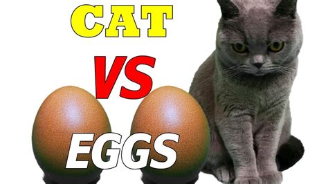 My cat is a freshwater cat, obviously a queen because she's producing eggs at an astonishing rate. CAT VS EGGS | Cats, Eggs, Cat s