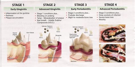 How to treat gum disease. What stage dental disease does your pet have? | Dog dental ...