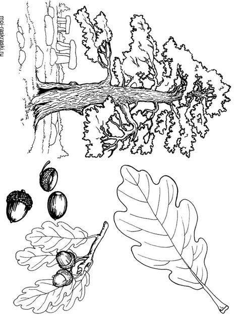 Up to 12,854 coloring pages for free download. Oak Tree coloring pages for kids. Free Printable Oak Tree ...