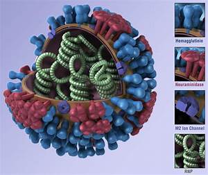 CDC H1N1 Flu - Images of the H1N1 Influenza Virus Influenza  