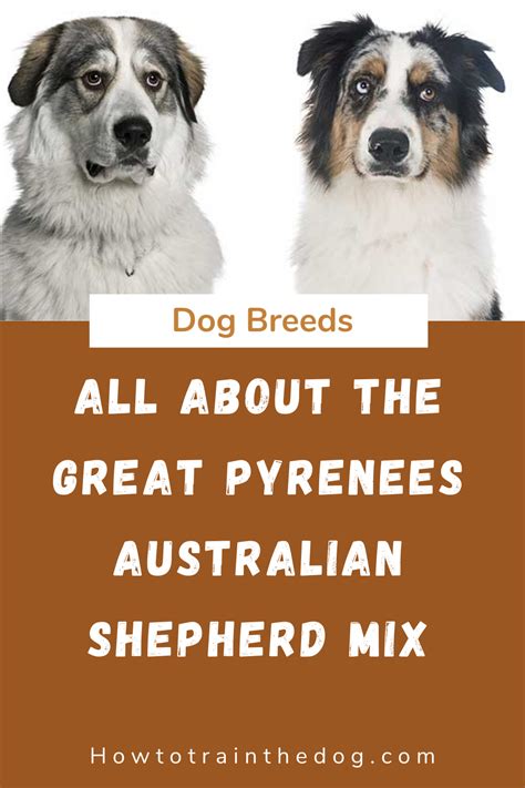 Make sure you understand and research all dog breeds you are looking to own before purchasing your great pyrenees mix puppy from one of our reputable breeders. All About The Great Pyrenees Australian Shepherd Mix ...