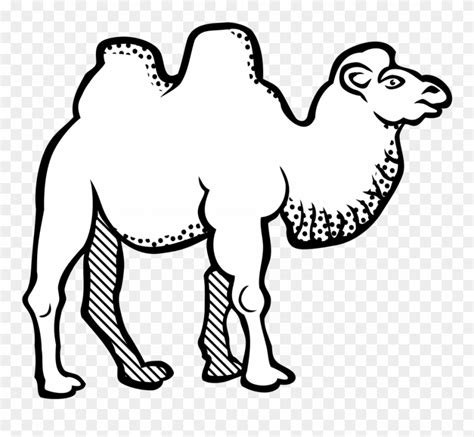 Where do bactrian and dromedary camels live? Bactrian Camel Line Art Drawing Black And White Coloring ...