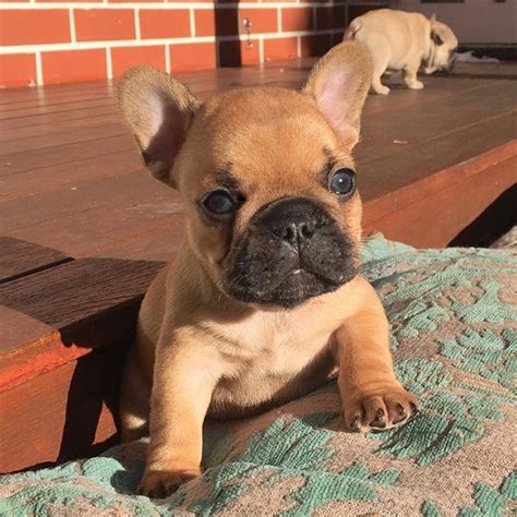 There are some rare instances where french bulldogs have birthed as high as 7 puppies. ok, i have way too many of these, but how can i resist ...