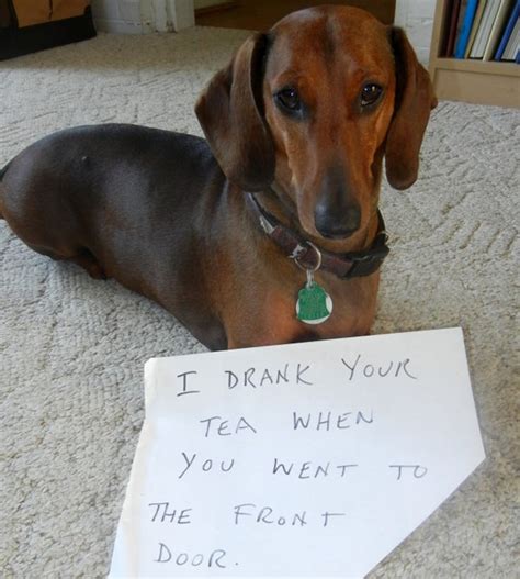 They are great with young children as they like to bounce around and play a lot of the time, but. 23 Reasons Why Dachshunds Win The Crown Of Dog Shaming!