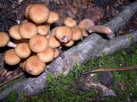 We did not find results for: Ringless Honey Mushroom Edible - All Mushroom Info