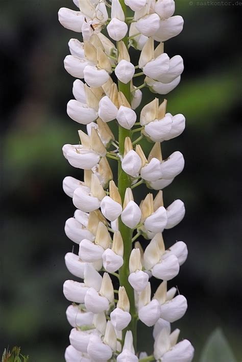 Die betreiber dieses portals sorten haben es uns gemacht, varianten unterschiedlichster. Saatgut Samen Lupine Fräulein (Lupinus Russell-Hybr ...