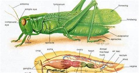 Carapace is a dorsal upper section of the exoskeleton or shell in a number of animal groups the maxillary palps on a grasshopper function as a sensory organ. Pix For > Grasshopper Anatomy Carapace | Insects ...