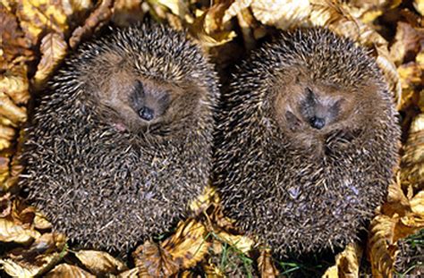 Nach dem winterschlaf sind viele igel ausgehungert. Igel Im Garten Was Tun