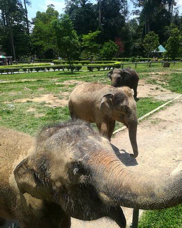 A typical visit starts with a short documentary video screening. Kuala Gandah Elephant Sanctuary (Pahang) - 2019 Alles wat ...