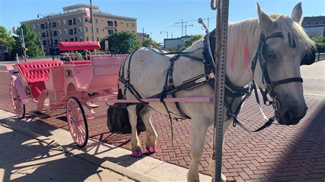 The fraser family dressed up warm in the horsedrawn carriage painting. Pink horse-drawn carriage to raise awareness for breast ...