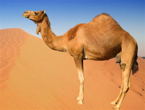 The most glaring attribute of the camel is the large hump on the animal's back. Camel Adaptations