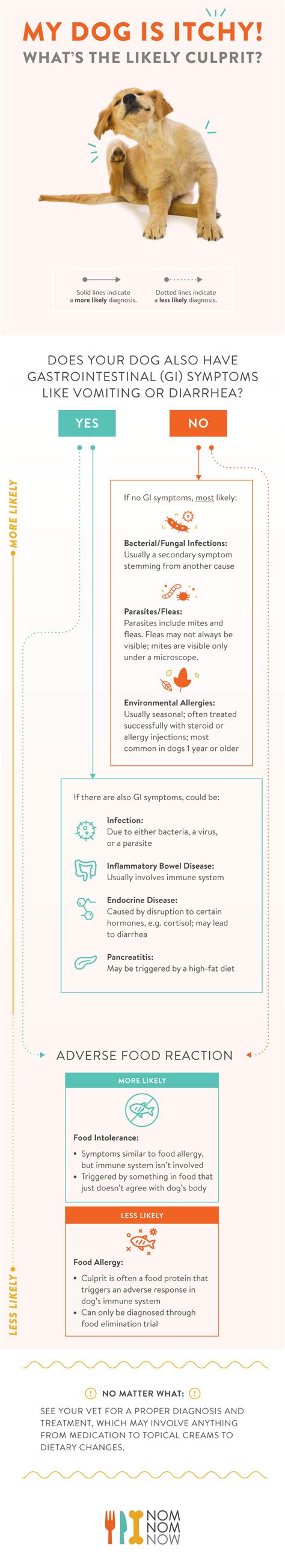 Food allergies can cause gastrointestinal symptoms (like vomiting), but food allergies also affect a dog's coat and skin. Food Allergies in Dogs | Healthy Paws Pet Insurance