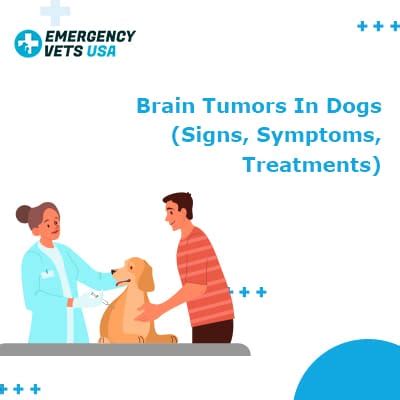 Here are 5 signs of a brain tumor that might surprise you. Brain Tumors In Dogs | Signs, Symptoms & Treatment Options