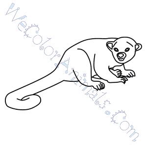 It is the only member of the genus potos and is also known as the honey bear. Kinkajou Coloring Pages