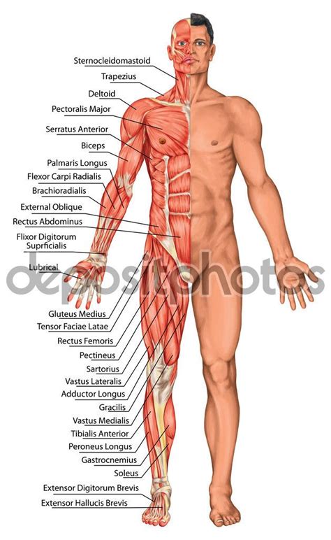 Human anatomy and physiology are treated in many different articles. {title} (mit Bildern) | Menschlicher körper anatomie ...
