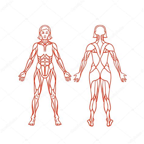 And it's no wonder — the female anatomy is glossed over in sexual education and rarely mentioned again once you're out of school. Anatomy of female muscular system, exercise and muscle guide. Women muscle vector art, back view ...