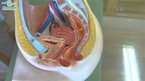 Laparoscopic anatomy of the female pelvic region. Practical Anatomy of Female Pelvis - YouTube