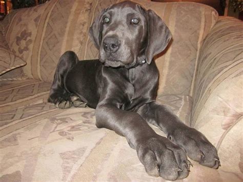 Blue Great Dane puppies for sale in Cache Creek, British ...