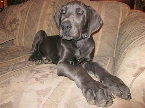 Lancaster puppies has your great dane for sale. Blue Great Dane puppies for sale in Cache Creek, British ...