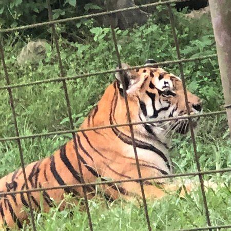 Warning the footage in the is video may be disturbing to some viewers! Big Cat Rescue (Tampa) - 2018 All You Need to Know Before ...