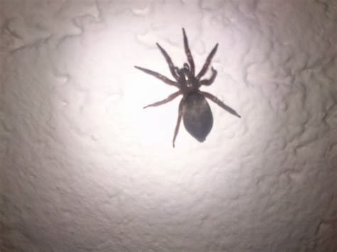 Befolge diese 5 schritte und du hast keine spinnen mehr in der wohnung, bad oder küche.spinnen sind eigentlich sehr praktische kleine. Komische Spinne in der Wohnung. Weiß jemand was für eine ...