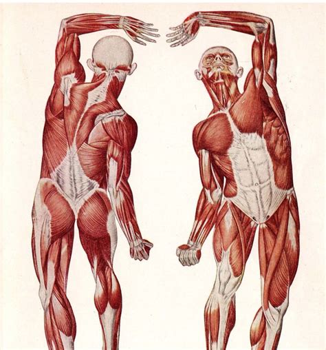 Moderate changes in the assumed muscle. Female Back Muscle Anatomy Female torso muscles anatomy ...