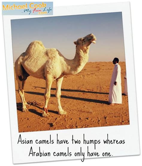 Arabian camels have been domesticated for approximately 3,500 years and have been long valued as pack animals. Asian camels have two humps whereas Arabian camels only ...