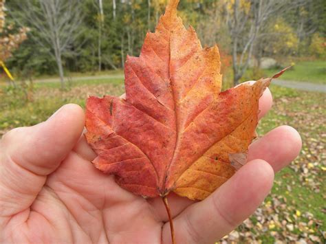 By the early 1700s, the maple leaf had been adopted as an emblem by the french canadians along the saint lawrence river. Incoming BYTES: Sugar-Maple leaves DO turn Red