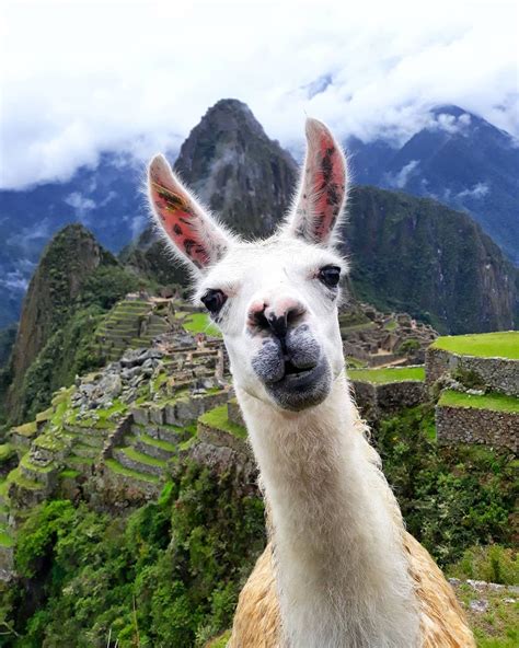 Machu picchu ruins discovered by american archeologist. Hello! | Machu picchu peru, Machu picchu, Llama