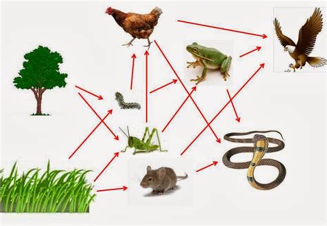 Dalam suatu rantai makanan terdapat makhluk hidup yang mempunyai peran sebagai produsen, konsumen, dan sebagai dekomposer (pengurai). Blog Pendidikan: Penjelasan Mengenai Ekosistem