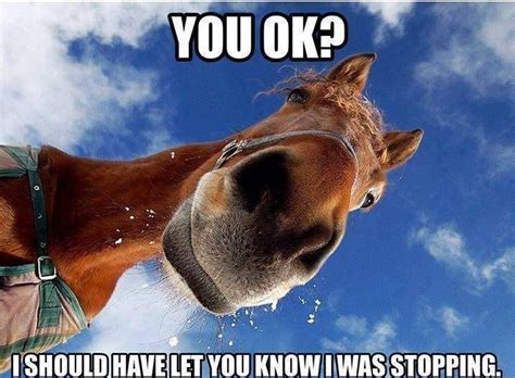 ¿quieren seguir riéndose sin parar con vuestros superhéroes favoritos? Funny Horse Memes - The best funny horse memes