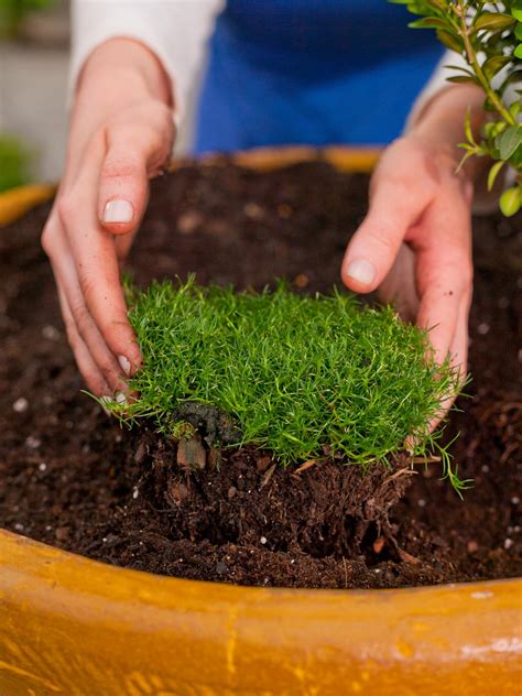 A thoughtful gift perfect for home; How to Create a Fairy Garden in a Container | how-tos | DIY