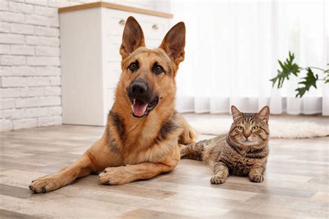 Pet emergency clinic has a doctor and staff ready to help you and your pet. Austin, TX 80206 Veterinary Reviews | Highland's Pet ...