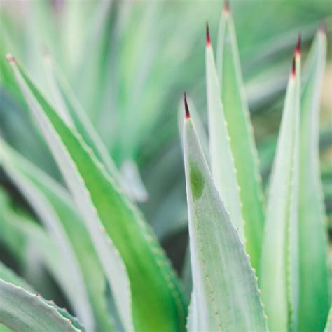 An itchy tattoo can make you pretty uncomfortable, however, scratching it will do more harm than good. How to Stop Mosquito Bites from Itching - Get Green Be Well